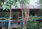 Hutan Bakau Dumai